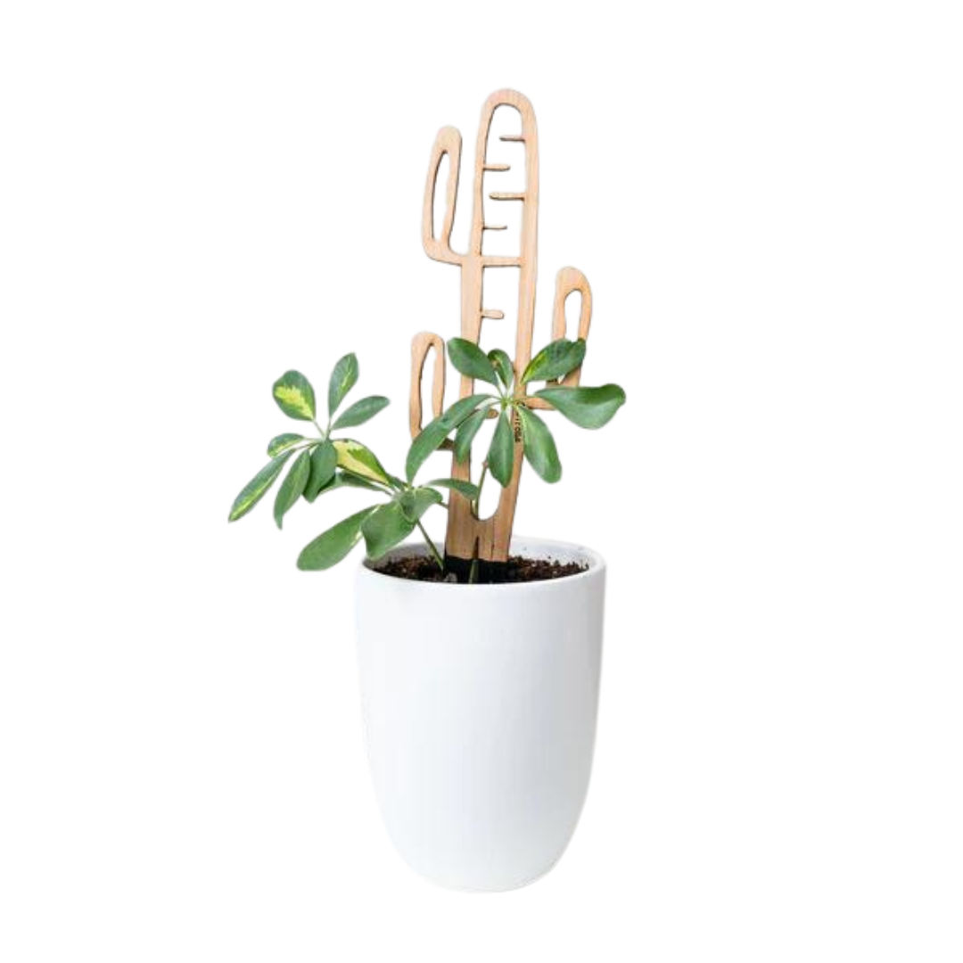 Cactrella - Enrejado de plantas