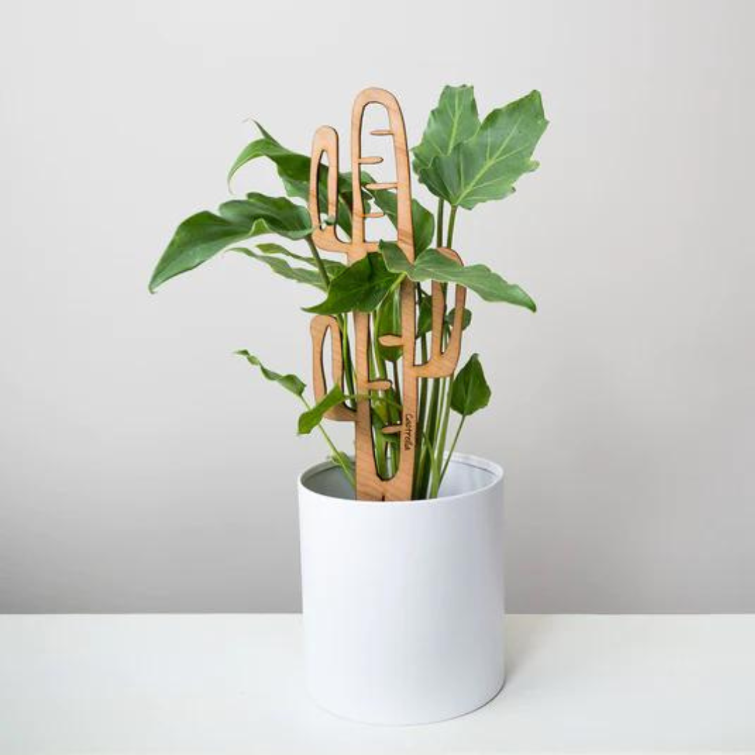 Cactrella - Enrejado de plantas