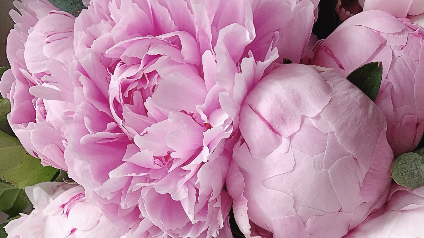 Pink Peony Gallery & Gifts